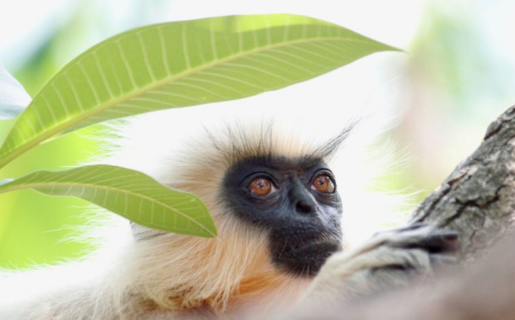   Wildlife Photographer of the Year 2016