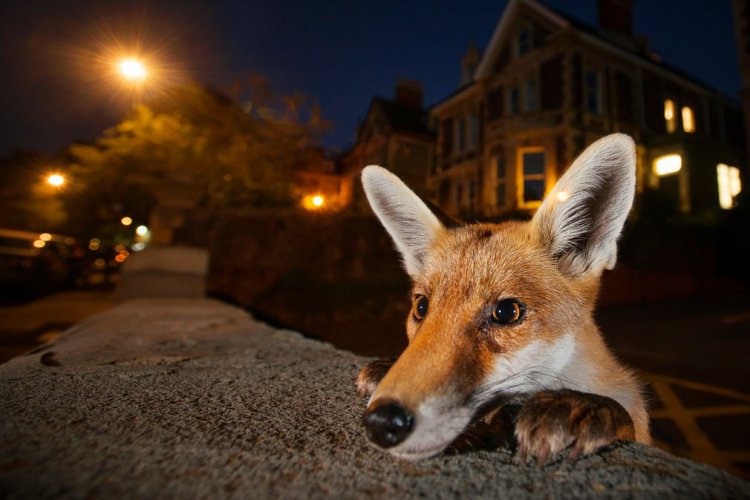   Wildlife Photographer of the Year 2016