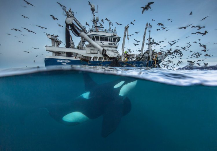   Wildlife Photographer of the Year 2016