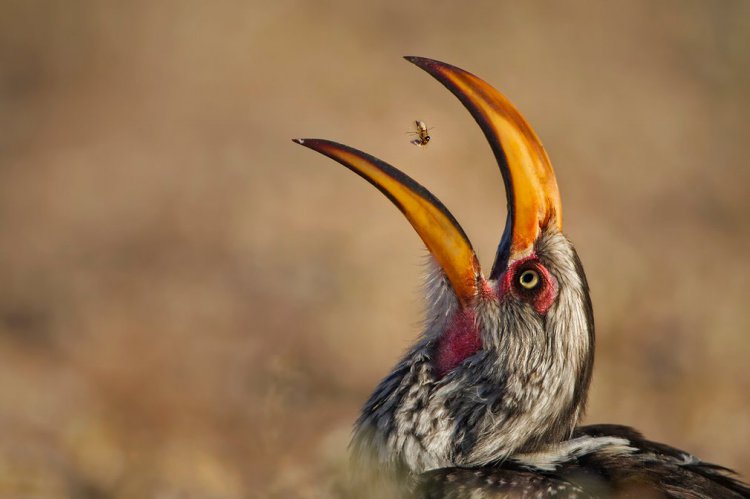   Wildlife Photographer of the Year 2016