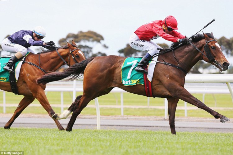    Australian Geelong Cup