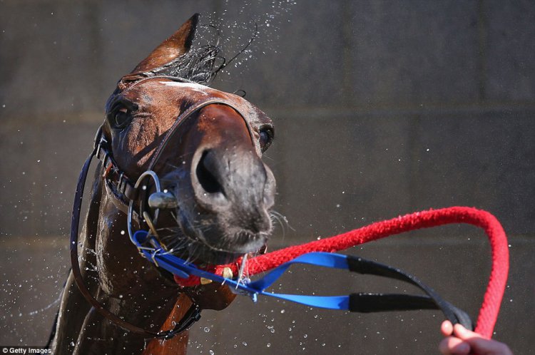    Australian Geelong Cup