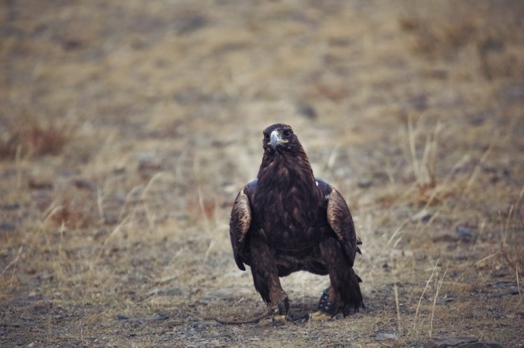       Golden Eagle Festival